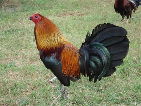 black velcro gamefowl.